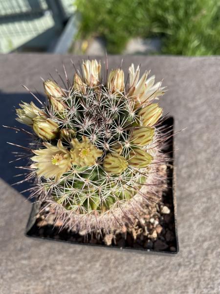Mammillaria T10 gelb